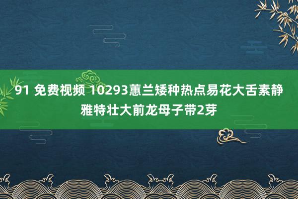 91 免费视频 10293蕙兰矮种热点易花大舌素静雅特壮大前龙母子带2芽