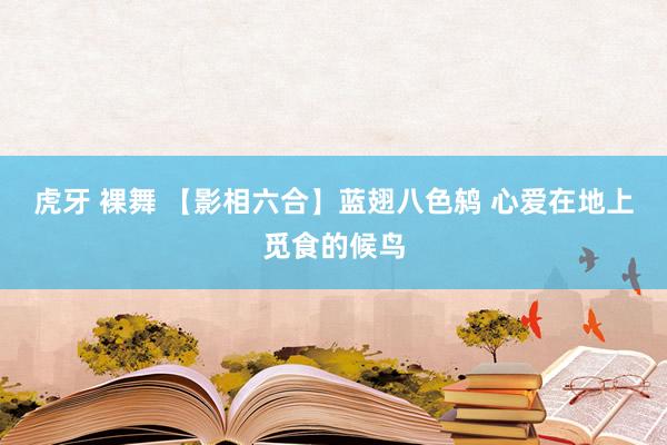 虎牙 裸舞 【影相六合】蓝翅八色鸫 心爱在地上觅食的候鸟