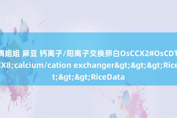 玩偶姐姐 麻豆 钙离子/阳离子交换卵白OsCCX2#OsCDT1#OsNCX8;calcium/cation exchanger>>>RiceData